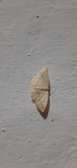 Lepidoptera