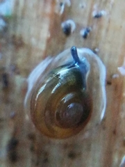 Oxychilus navarricus