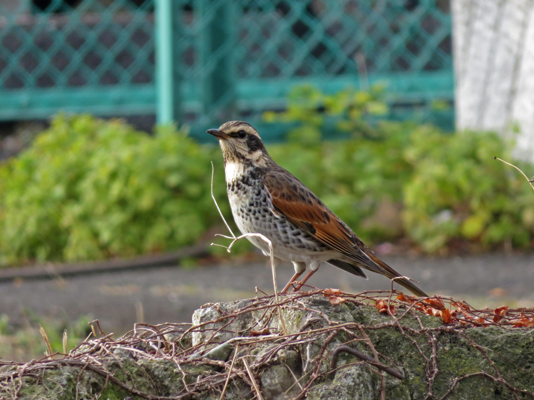 Dusky Thrush