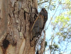 Macrotristria angularis