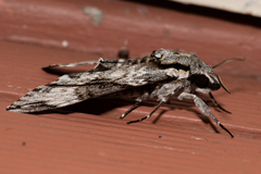 Psilogramma menephron