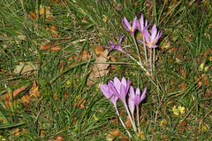 Colchicum autumnale