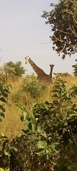 Giraffa camelopardalis peralta