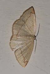 Geometridae