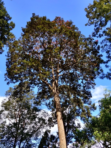 Image of Canarium strictum by (c) T R Shankar Raman, some rights reserved (CC BY)