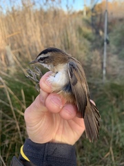 Acrocephalus melanopogon