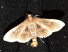 Lepidoptera