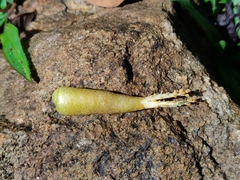 Cullenia exarillata