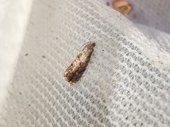 Grapholita janthinana