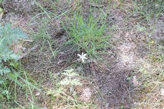 Ornithogalum baeticum