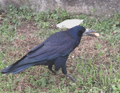 Corvus frugilegus
