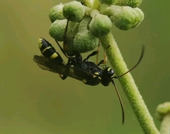 Listrodromus nycthemerus