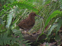 Coenocorypha huegeli