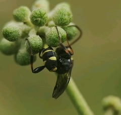 Listrodromus nycthemerus