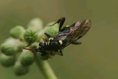 Listrodromus nycthemerus
