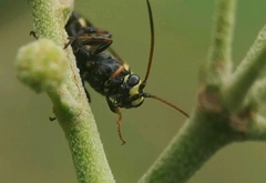 Listrodromus nycthemerus
