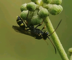 Listrodromus nycthemerus