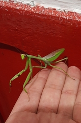 Stagmatoptera septentrionalis