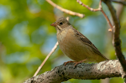 Ortolan Bunting