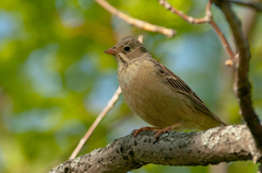Ortolan Bunting photo 5