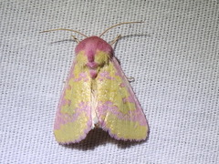 Psectrotarsia suavis