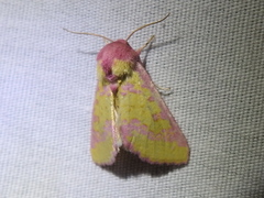 Psectrotarsia suavis