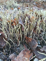 Cladonia cornuta cornuta