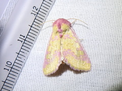 Psectrotarsia suavis