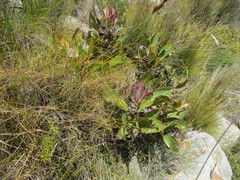 Protea foliosa