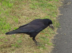 Corvus frugilegus