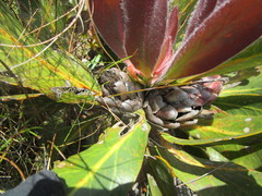 Protea foliosa