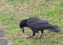 Corvus frugilegus