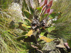 Protea foliosa