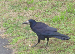 Corvus frugilegus