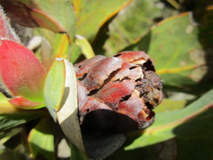 Protea foliosa