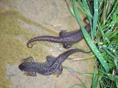 Triturus ivanbureschi