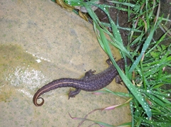 Triturus ivanbureschi