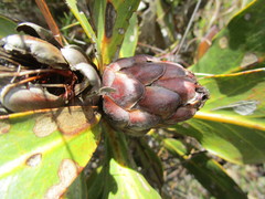 Protea foliosa