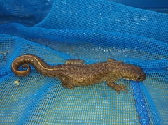 Triturus ivanbureschi