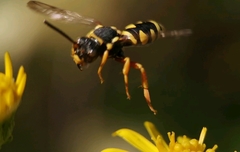 Nomada flavopicta
