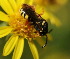 Nomada flavopicta
