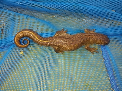 Triturus ivanbureschi