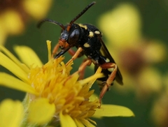 Nomada flavopicta