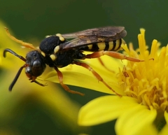 Nomada flavopicta