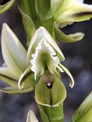 Prasophyllum brownii