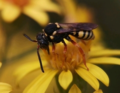 Nomada flavopicta