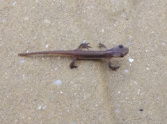 Lissotriton schmidtleri