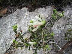 Erica pectinifolia