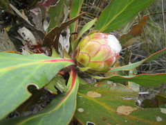 Protea foliosa