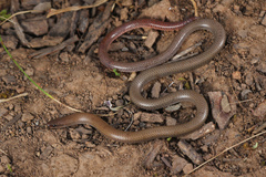Flinders Ranges Worm-Lizard photo 3